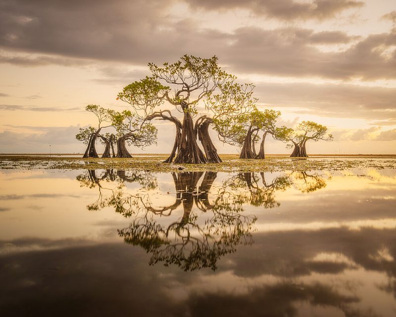 Golden Mangrove Reflections art print by Dmitry Razr for $57.95 CAD