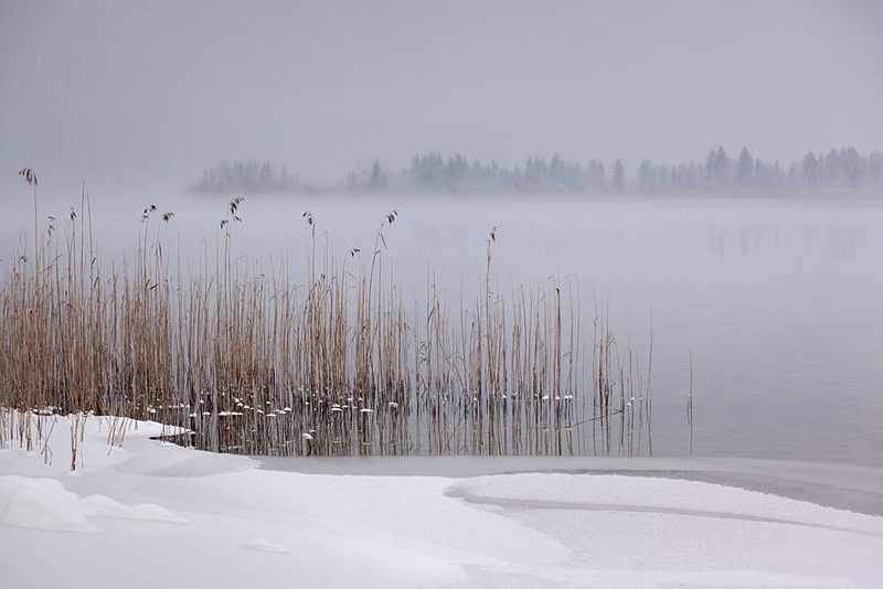 Misty Winter Reeds art print by Roswitha Schleicher-Schwarz for $57.95 CAD