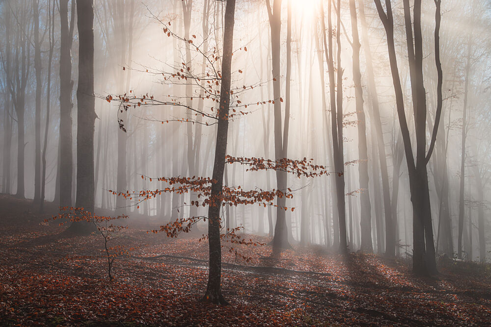 Misty Forest Sun Rays art print by Alexandru Ionut Coman for $57.95 CAD