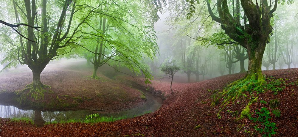 The Forest Maravillador Iii art print by Juan Pixelecta for $57.95 CAD