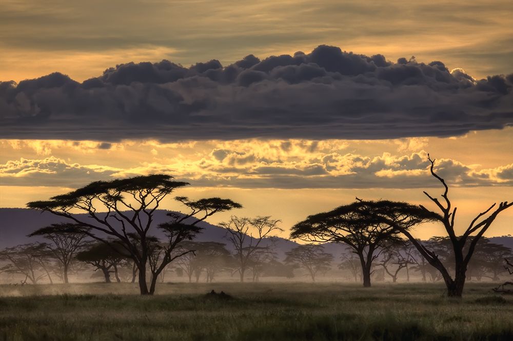 Good Evening Tanazania art print by Amnon Eichelberg for $57.95 CAD