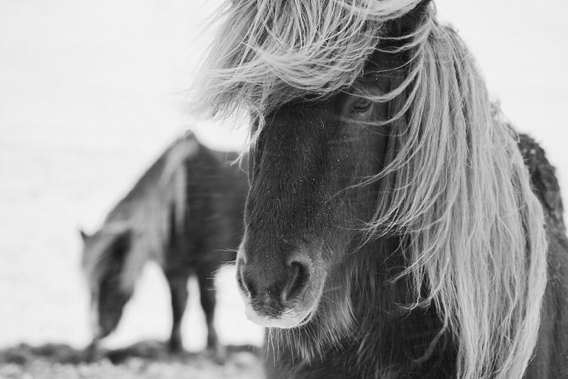 Windswept Winter Horse art print by Konglingming for $57.95 CAD