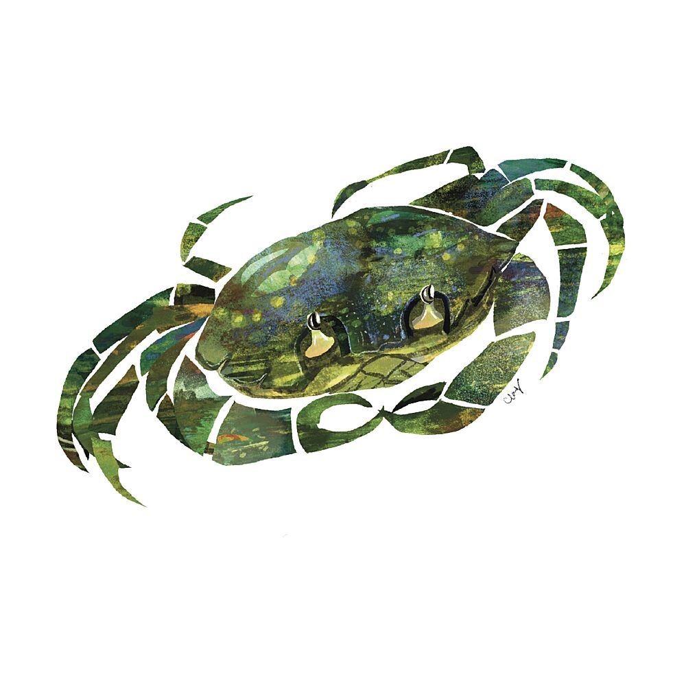 Textured Green Crab art print by Claire Hanley for $57.95 CAD
