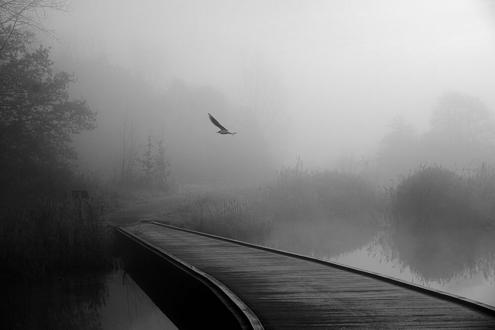 Misty Bridge Bird Flight art print by by Pej for $57.95 CAD