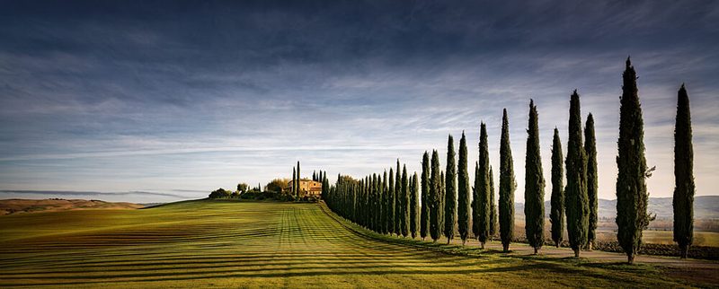 Tuscan Cypress Road art print by Dieter Weck for $57.95 CAD
