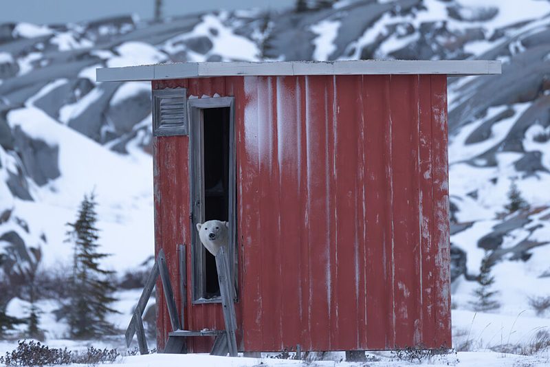 Polar Bear Shack art print by Barbara Gill for $57.95 CAD