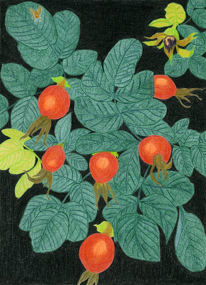Botanical Rose Hips art print by Viktoriia Saunina for $57.95 CAD