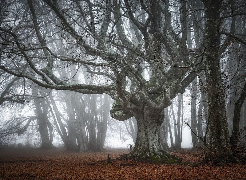 Ancient Foggy Forest art print by Sergio Barboni for $57.95 CAD