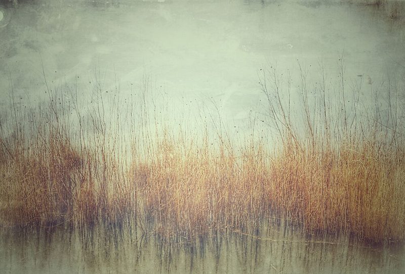Hazy Golden Field art print by Frank Bruynseraede for $57.95 CAD