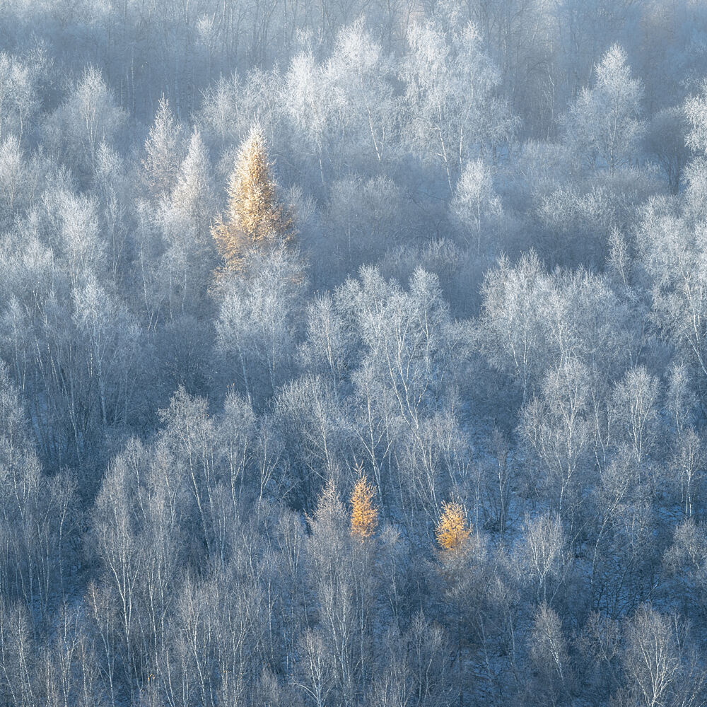 Golden Larches Winter Frost art print by Dawn X W for $57.95 CAD