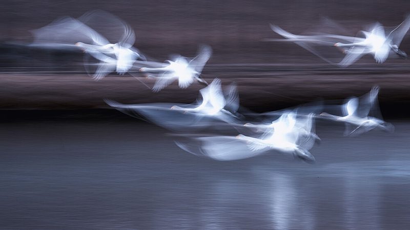 Ethereal Swans in Flight art print by Summer2016 for $57.95 CAD
