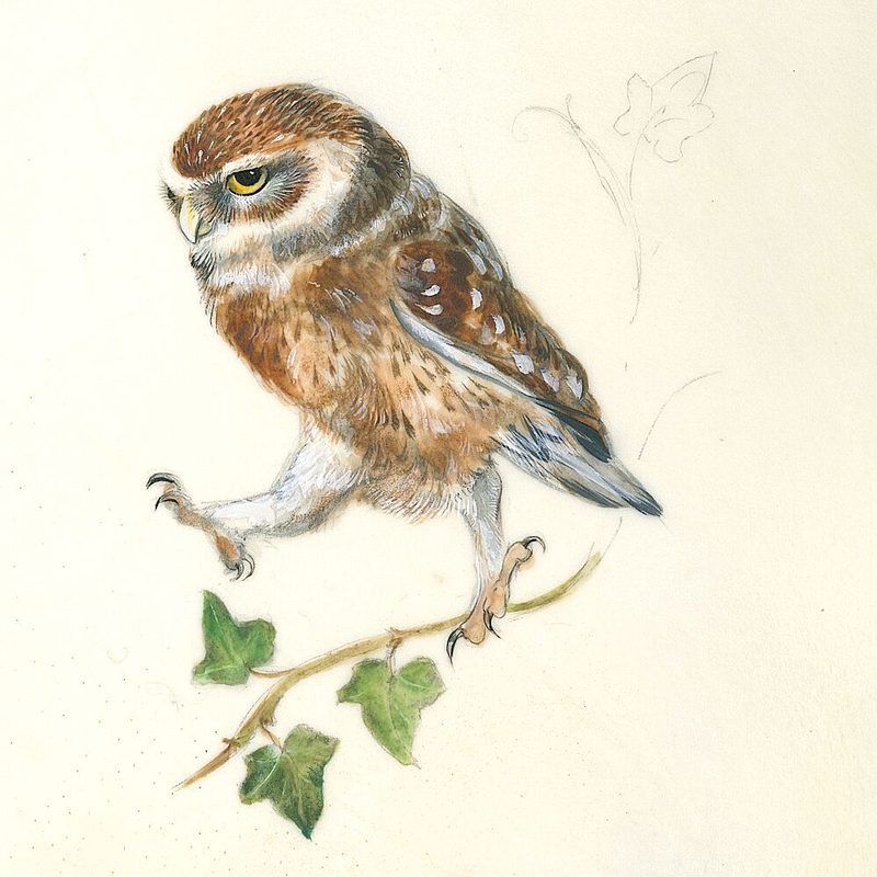 A Determined Owl art print by Isabelle Brent for $57.95 CAD