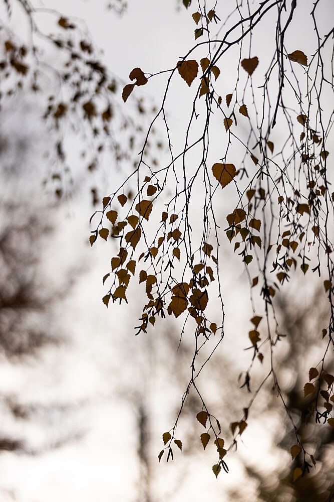 Autumn Glow art print by Mareike Bohmer for $57.95 CAD