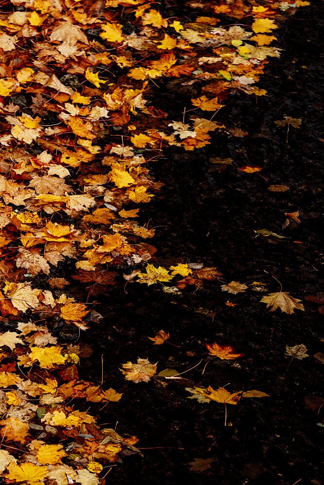 Sea of Leaves 1 art print by Mareike Bohmer for $57.95 CAD