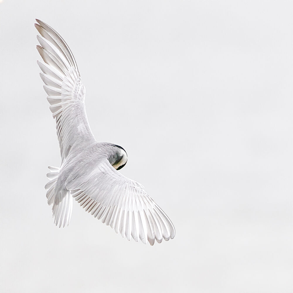 Graceful White Flight art print by Peter Ebel for $57.95 CAD