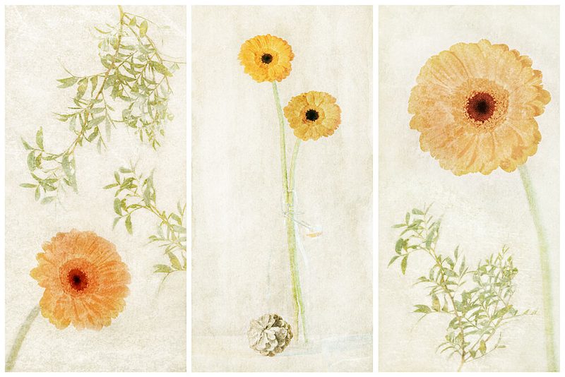Soft Gerbera Triptych art print by Gustav Davidsson for $57.95 CAD