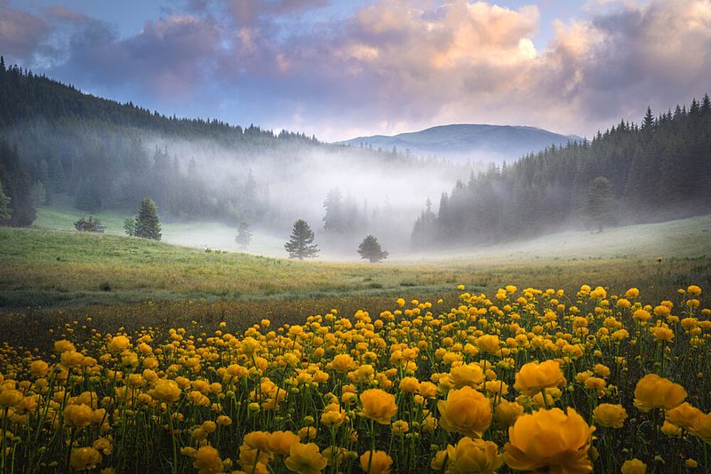Misty Valley Golden Flowers art print by Alexander Alexandrov for $57.95 CAD