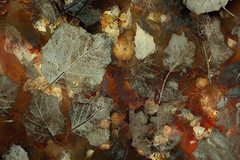Carpet of Leaves art print by Nel Talen for $57.95 CAD
