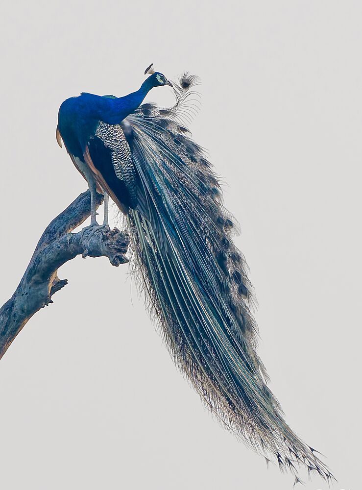 Majestic Blue Peacock art print by Rajat Dhesi for $57.95 CAD