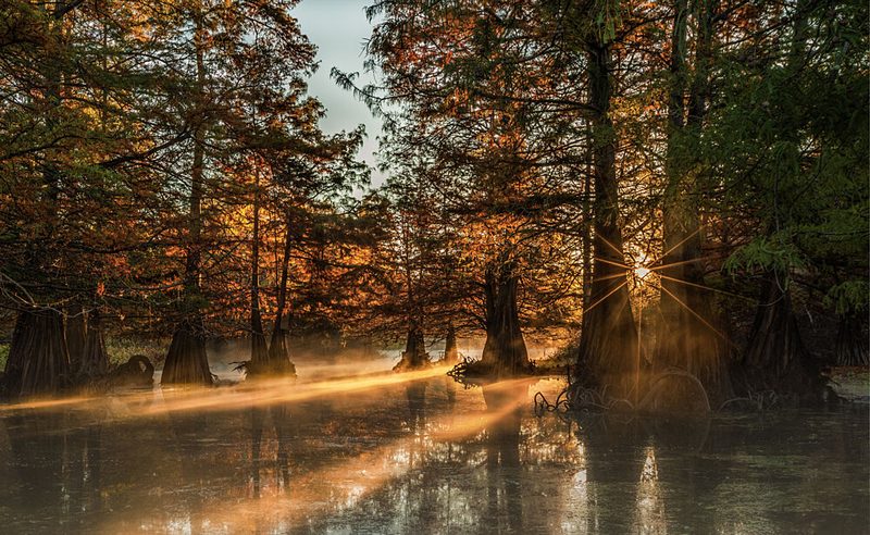 Cypress Swamp Sunrise art print by Jenny Qiu for $57.95 CAD