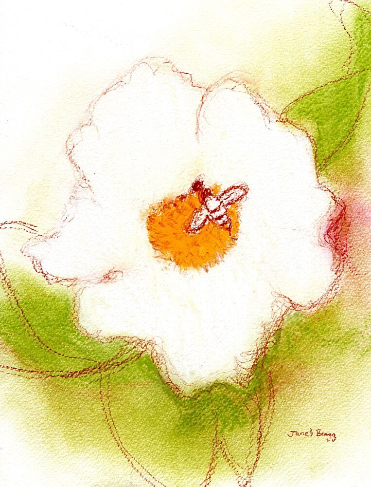 Bee on White Flower art print by Janel Bragg for $57.95 CAD