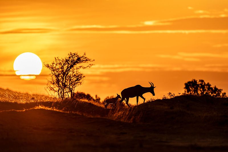 Golden Antelope Sunset art print by HuongHoang for $57.95 CAD