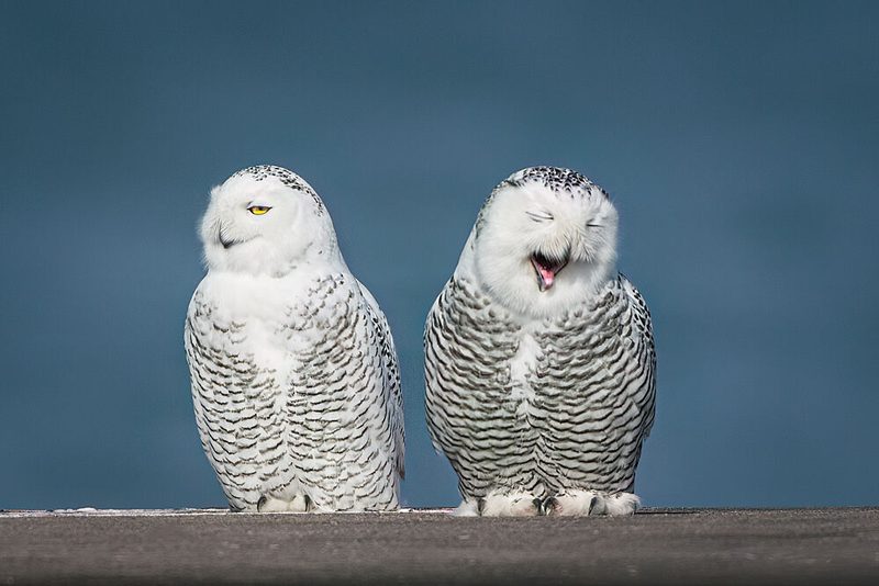 Snowy Owls Laughing art print by Robert Zhang for $57.95 CAD