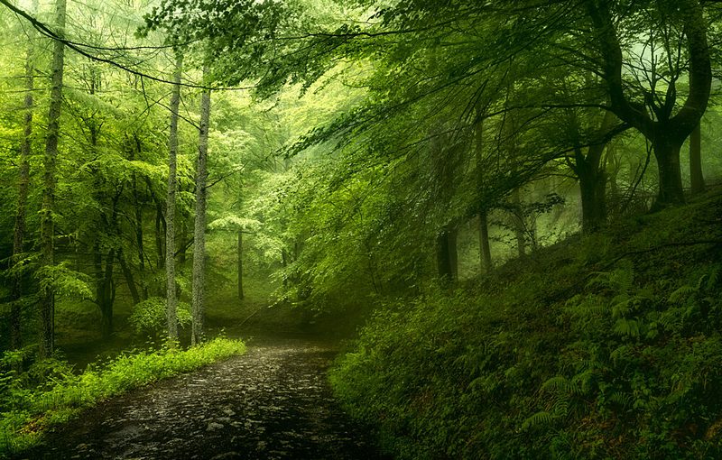 Misty Forest Path art print by Fran Osuna for $57.95 CAD
