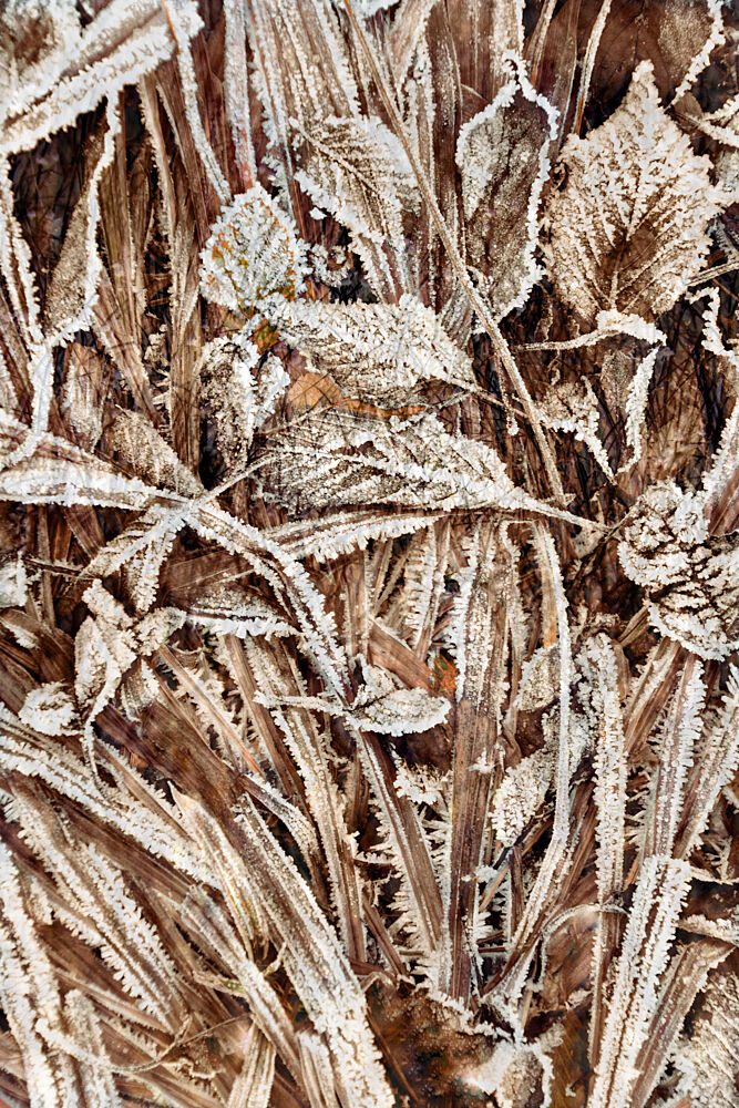 Crisp Frosted Leaves art print by Christina Sillen for $57.95 CAD