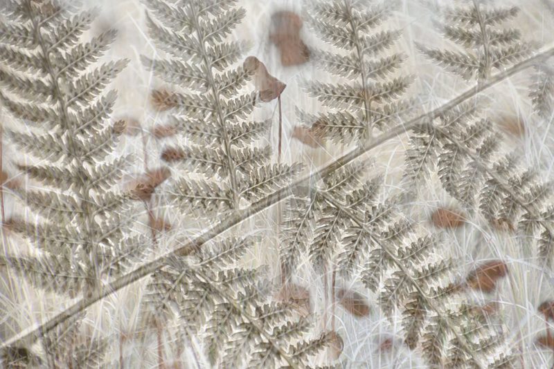 Layered Fern Fronds art print by Christina Sillen for $57.95 CAD