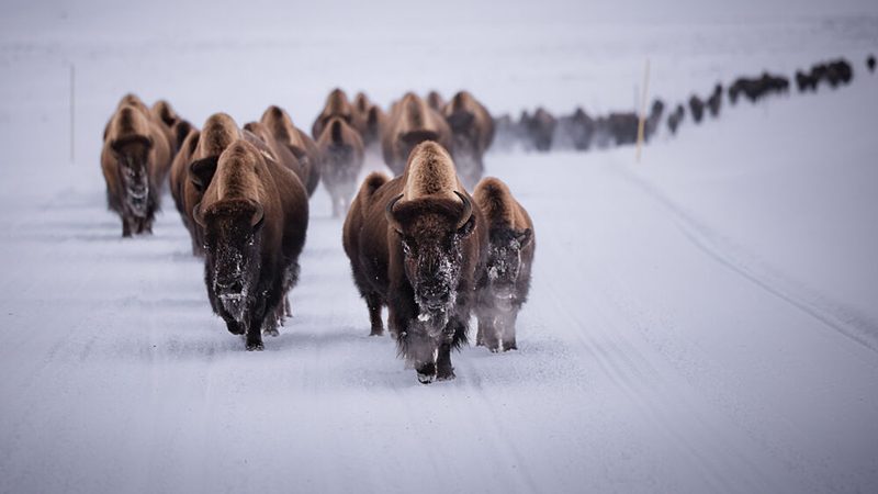 Wild Bison Winter March art print by Zeren Gu for $57.95 CAD
