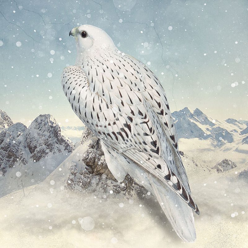 Majestic Winter Falcon art print by Marja van den Hurk for $57.95 CAD
