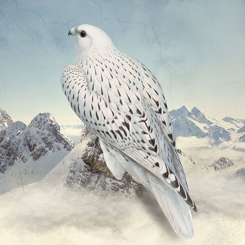 White Falcon Mountain Peak art print by Marja van den Hurk for $57.95 CAD