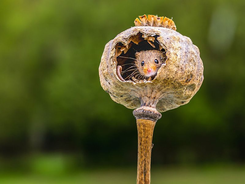 Tiny Mouse Poppy Home art print by Mr Jesse R Cason for $57.95 CAD