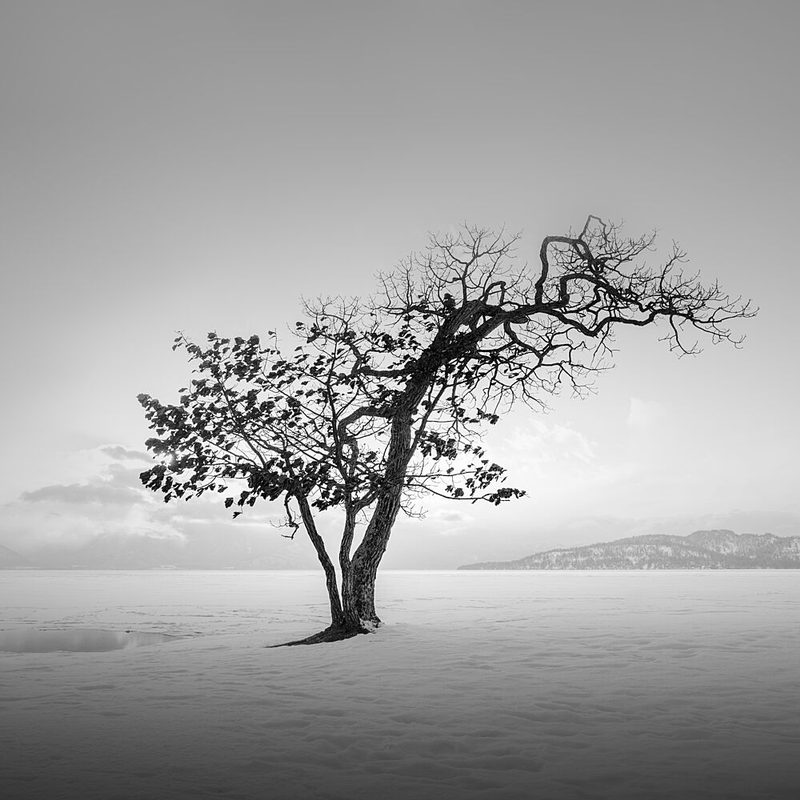 Winter Tree Solitude art print by Jana Luo for $57.95 CAD