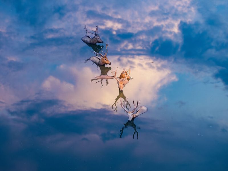 Serene Deer Reflections art print by Songlin Xu for $57.95 CAD