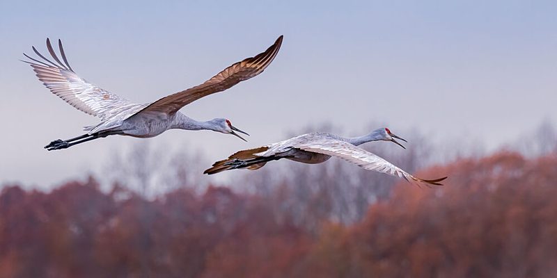 Graceful Cranes in Flight art print by Xiaohong Zhang for $57.95 CAD