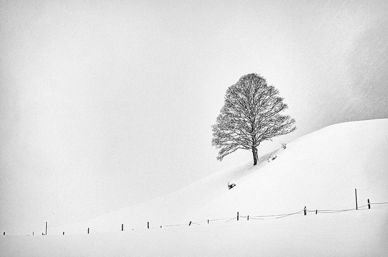 Solitary Winter Tree art print by Arne Jansen for $57.95 CAD