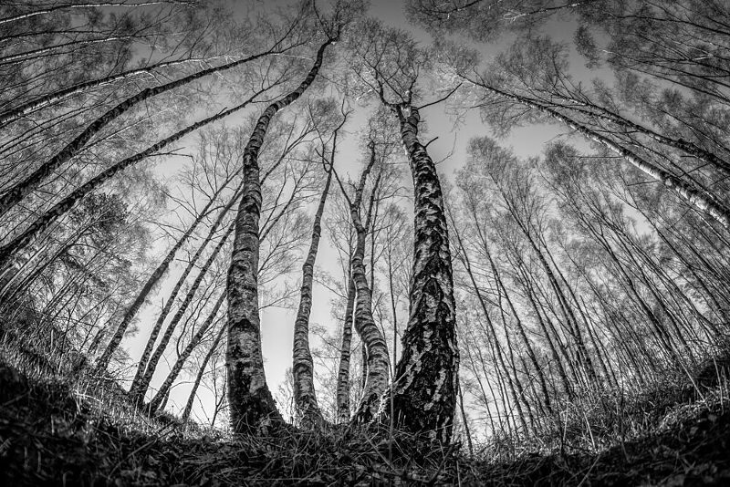 Dramatic Birch Forest Upward art print by Piet Haaksma for $57.95 CAD