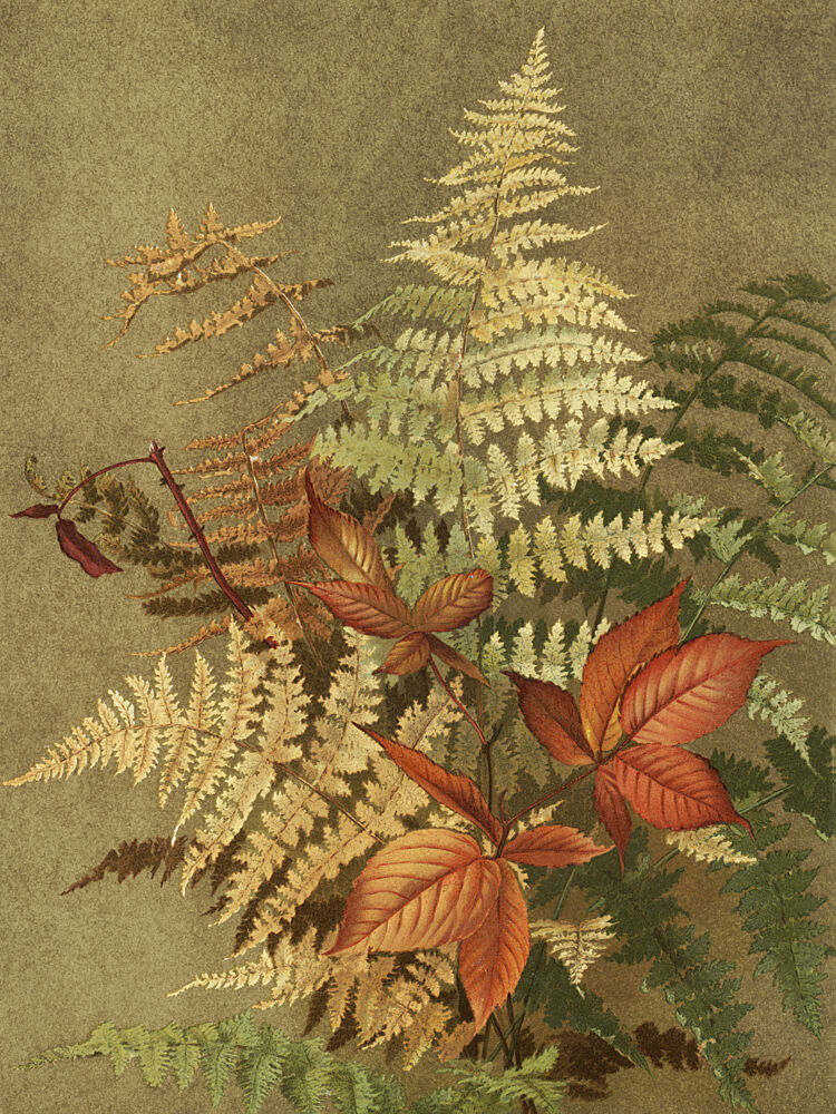 Autumn Ferns art print by Ellen Thayer Fisher for $57.95 CAD