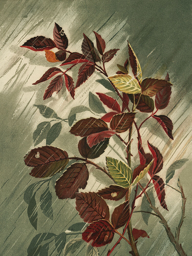 Autumn Leaves in the Rain art print by Ellen Thayer Fisher for $57.95 CAD