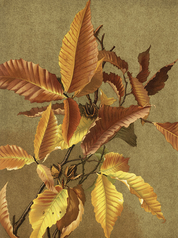 Autumn Leaves No. 3 Beech by Ellen Thayer Fisher art print by Ellen Thayer Fisher for $57.95 CAD