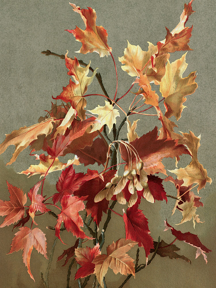 Autumn Leaves, No. 2 Maple by Ellen Thayer Fisher art print by Ellen Thayer Fisher for $57.95 CAD