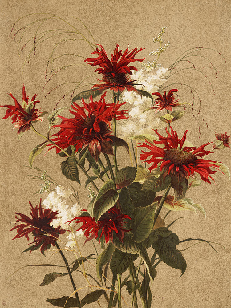Balm and Spiraea by Ellen Thayer Fisher art print by Ellen Thayer Fisher for $57.95 CAD