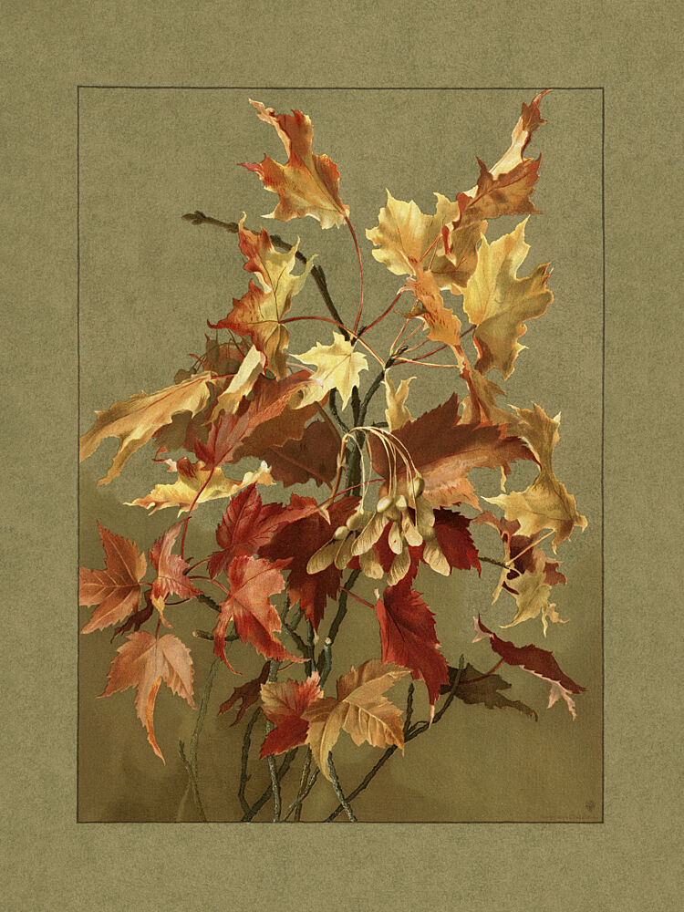 Autumn Leaves, Maple art print by Ellen Thayer Fisher for $57.95 CAD