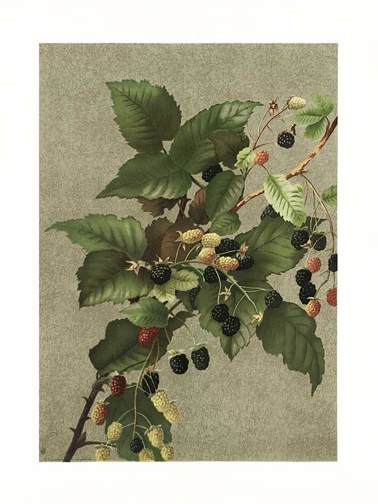 Blackberries art print by Ellen Thayer Fisher for $57.95 CAD