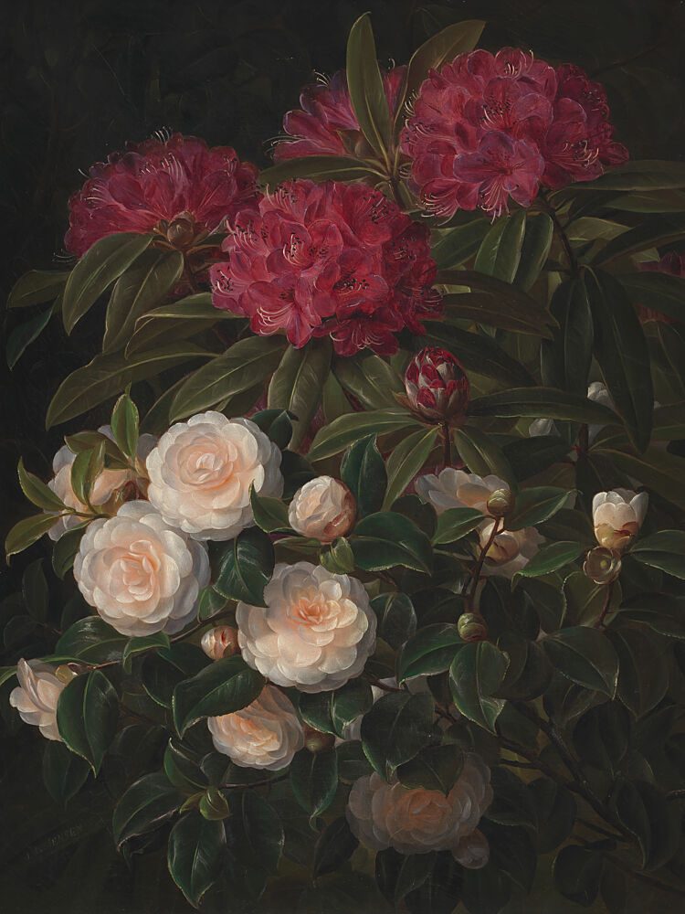 Camellias and Rhododendrons by Johan Laurentz Jensen art print by Johan Laurentz Jensen for $57.95 CAD