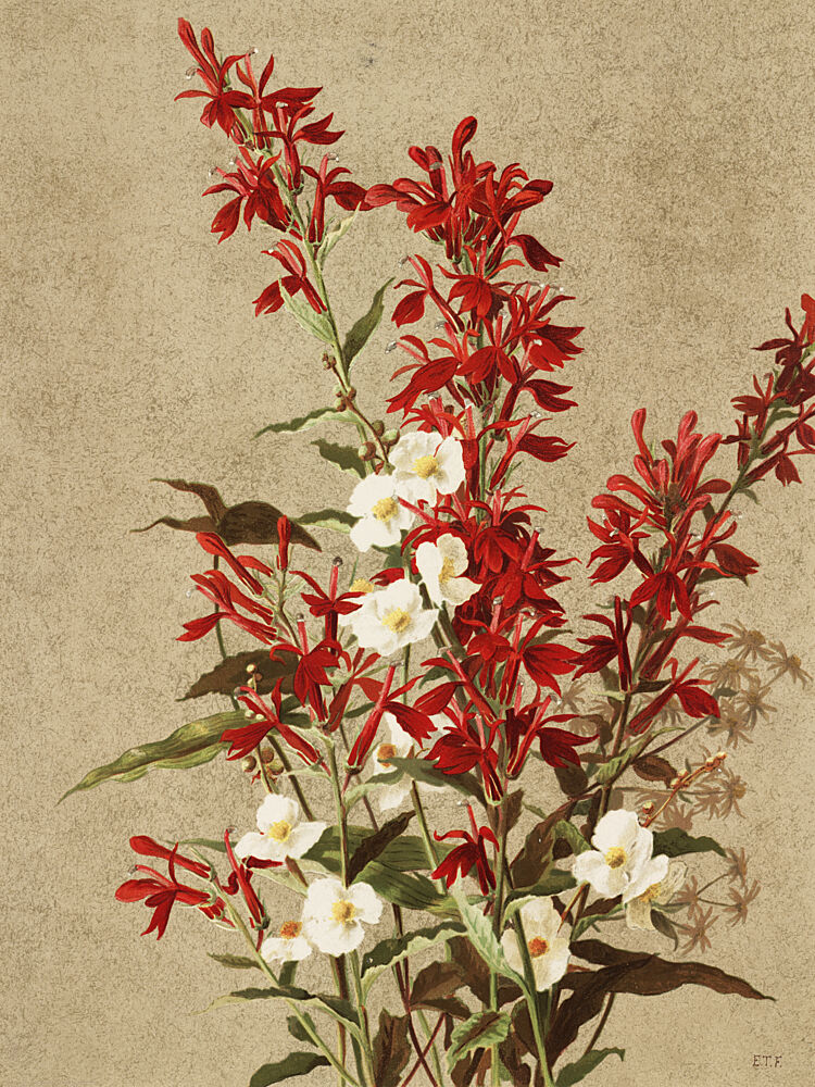 Cardinal Flowers art print by Ellen Thayer Fisher for $57.95 CAD