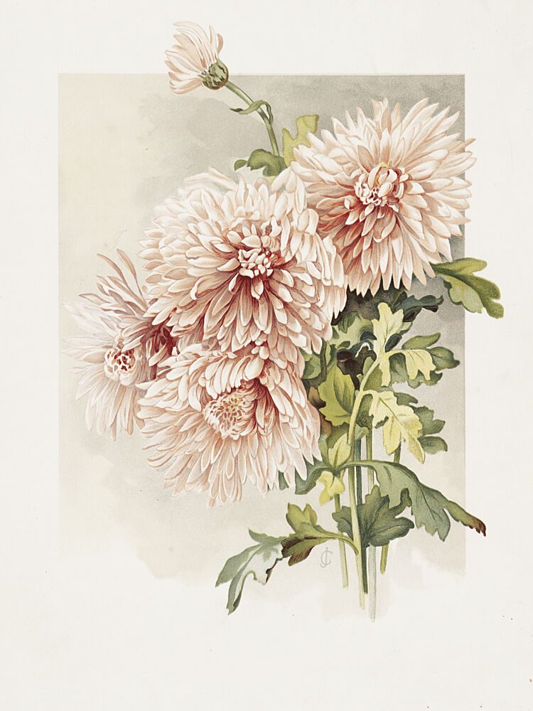 Chrysanthemums art print by Sidney Thomas Callowhill for $57.95 CAD