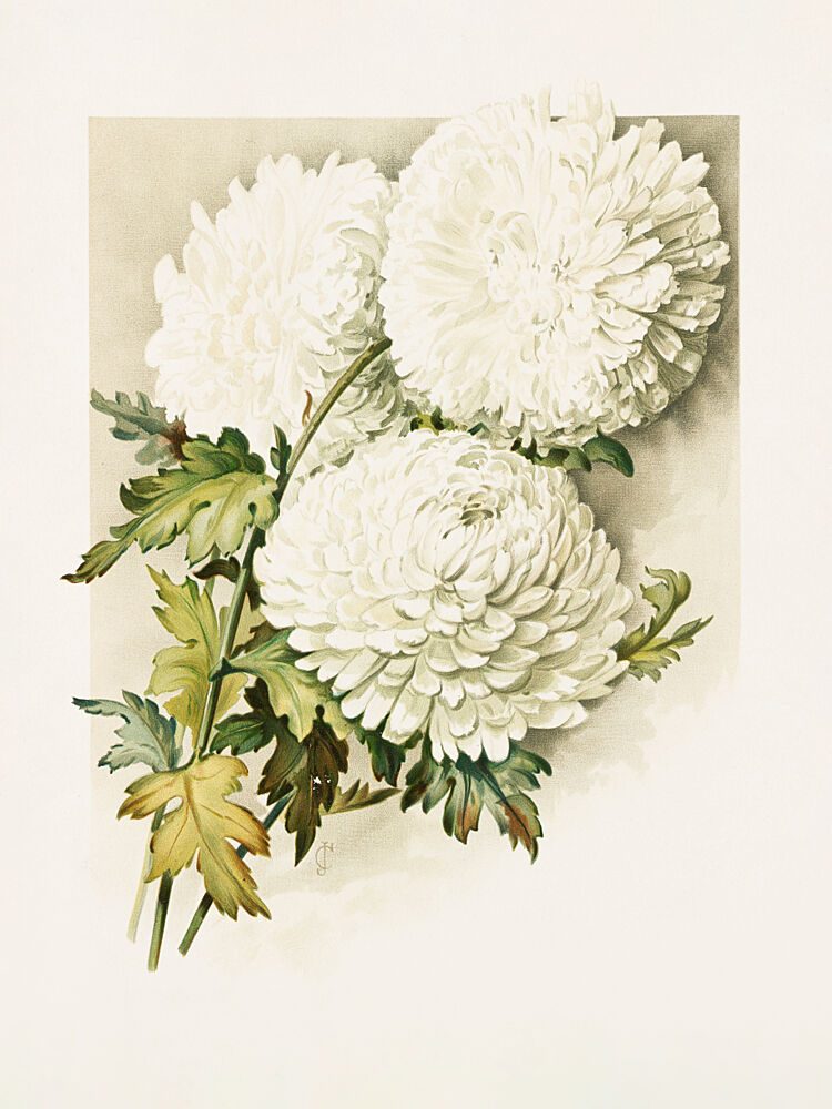 Chrysanthemums for Christmas Eve art print by Sidney Thomas Callowhill for $57.95 CAD